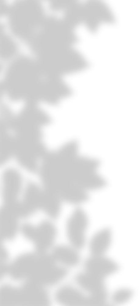 Leaves' Shadow Illustration 